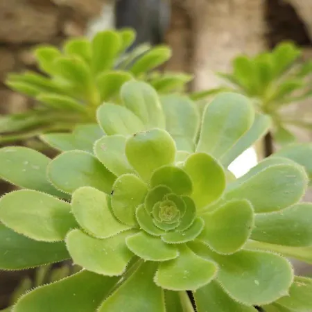 Ginny Dachi Farm Andora