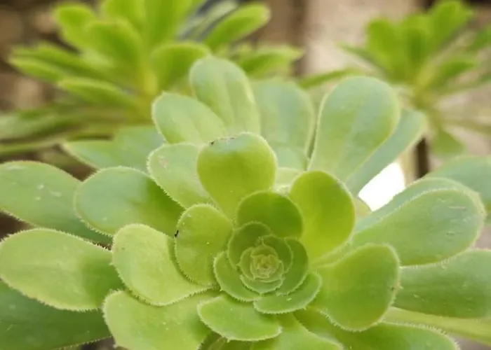 Ginny Dachi Farm Marina dʼAndora